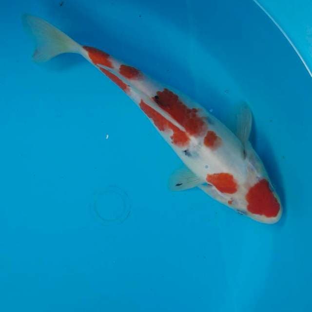 Kohaku
