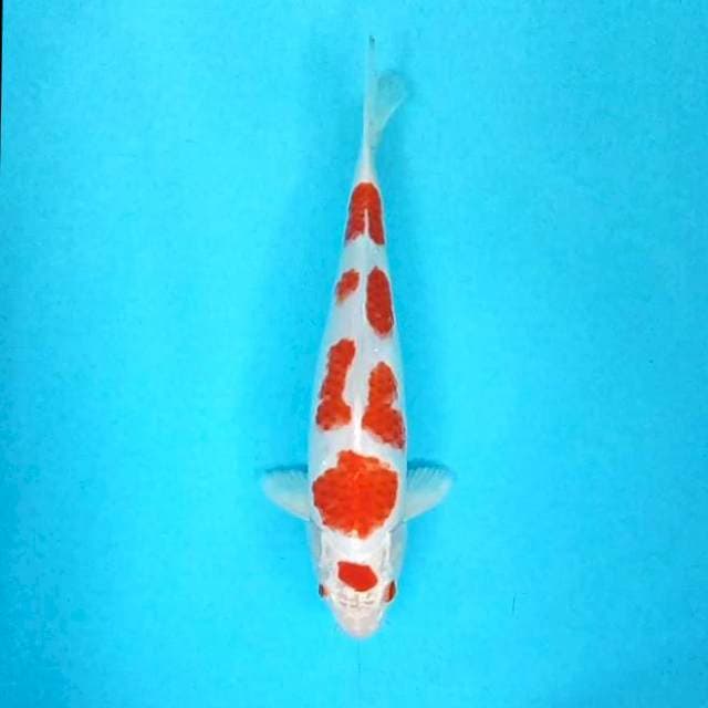 Kohaku Hikari # 32cm