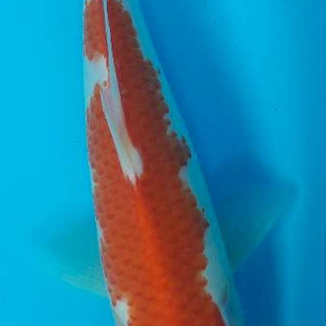 Kohaku