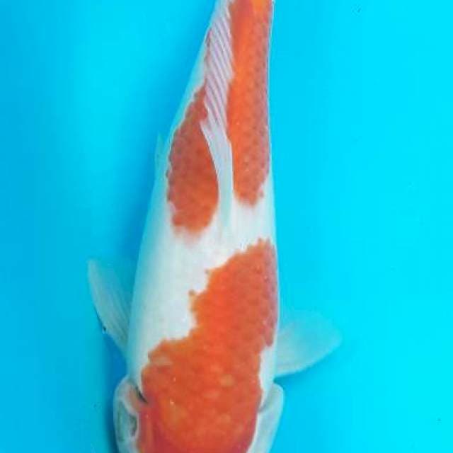 Kohaku