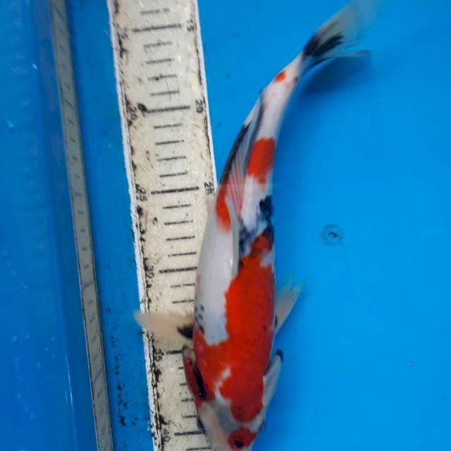 Sowa strong 26cm