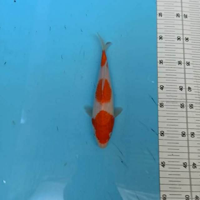 ND MINI BULKY 20CM