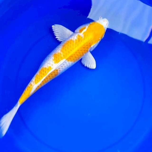 Hariwake 38 cm
