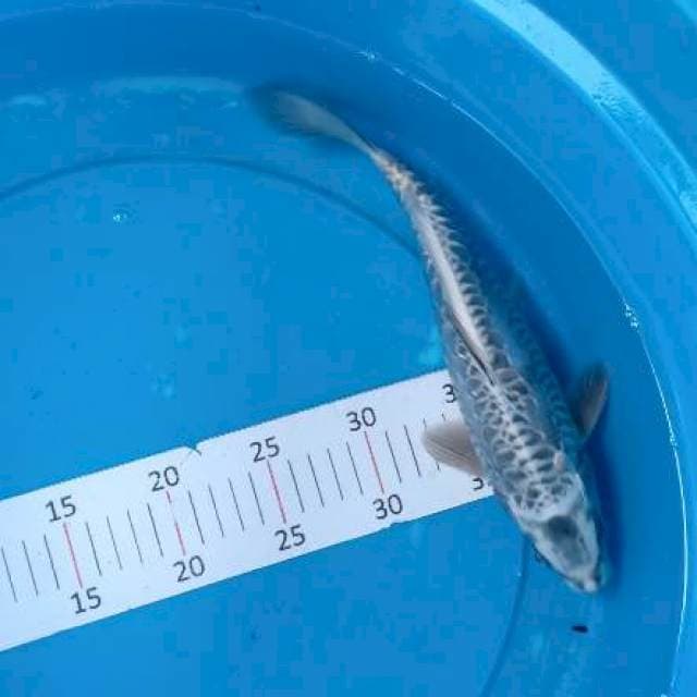 Kawari antik