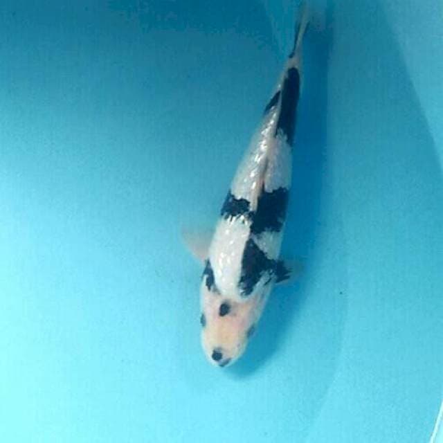 Shiro Ginrin, 25 cm