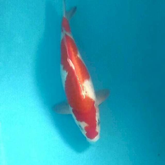 Kohaku, 35 cm