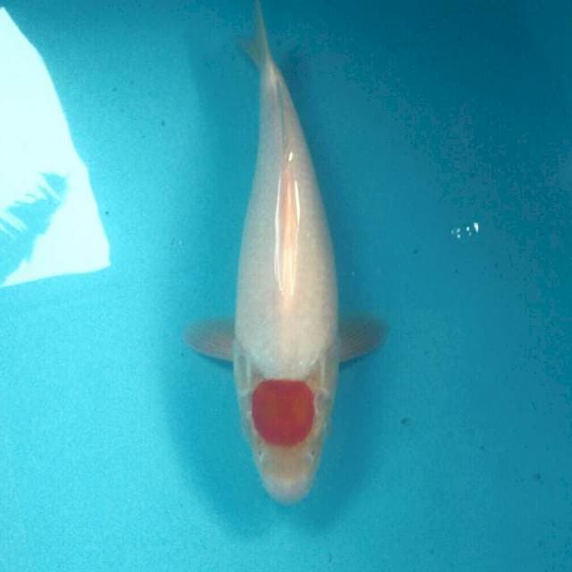 Tancho Kohaku, 33 cm