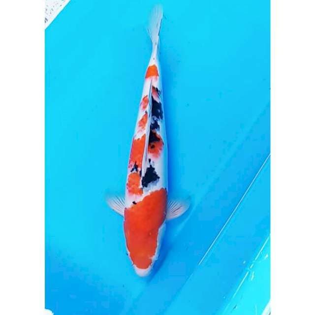 Sanke 42 cm .malr