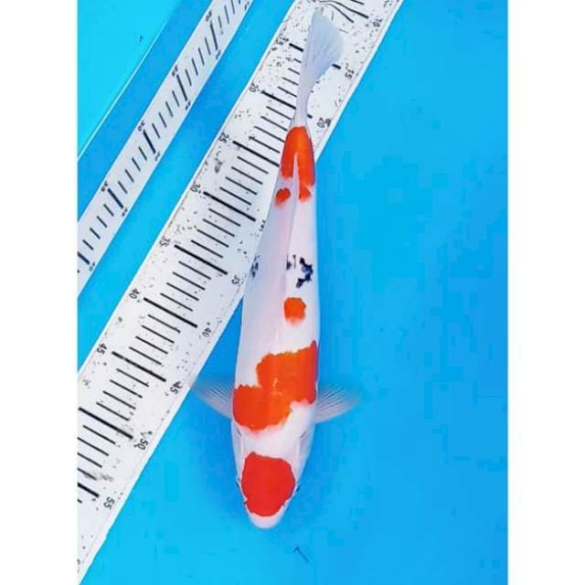 Sanke maruten ori .37 cm male