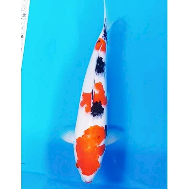 Sanke .38 cm .male