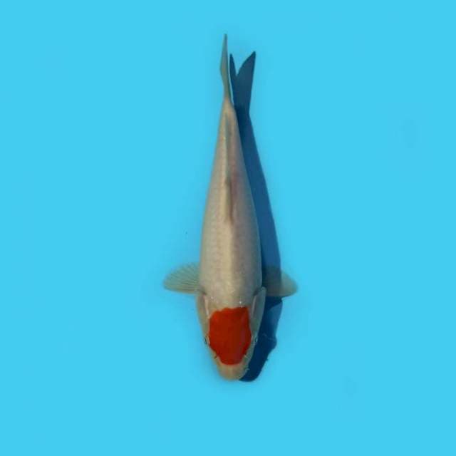 ND ONECHO 21CM