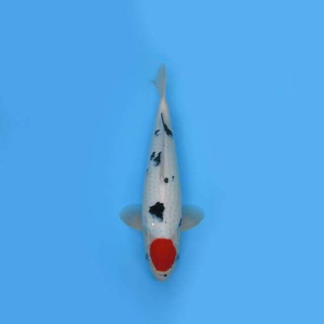 TANCHO SANKE F1 -JUMBO TOSAI
