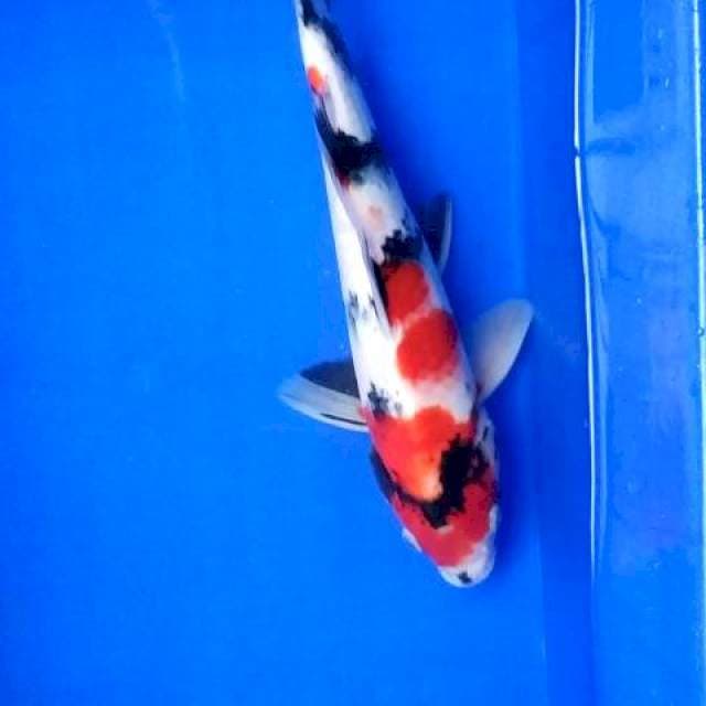 Kindai Showa 35cm mantabs