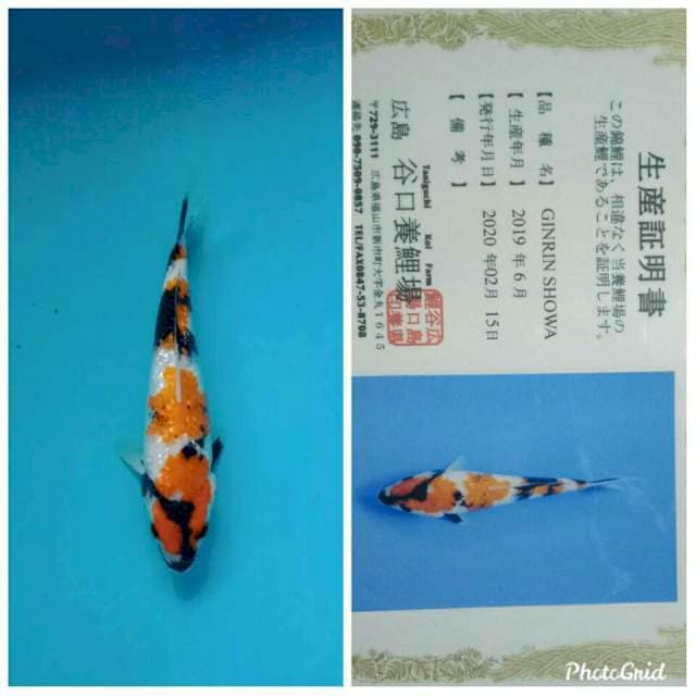Showa ginrin import taniguchi farm