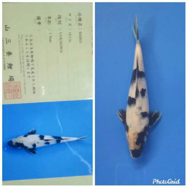 Shiro import yamasan farm