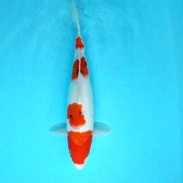 3. Sanke || 34 cm