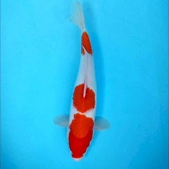 8. Kohaku || 38 cm