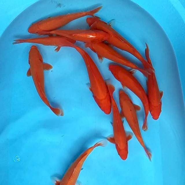 10. Paket Aka Hajiro 12 ekor || ±20 cm