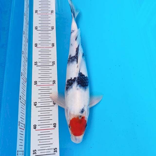 TANCHO SHOWA 35cm MALE