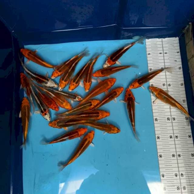 ND MIX 13-16 CM