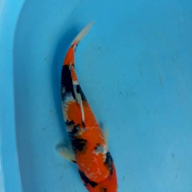 Sowa34cm