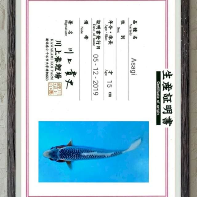 asagi import 20bu sq