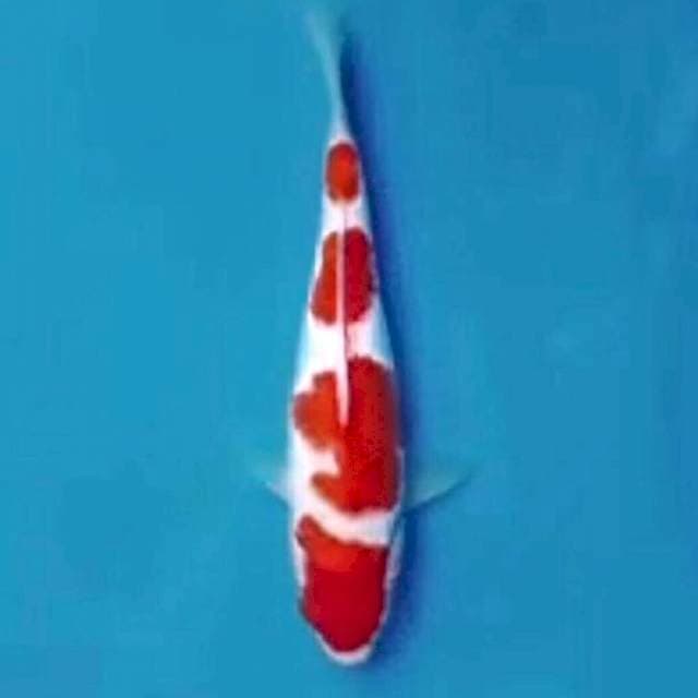 kohaku original super punuk