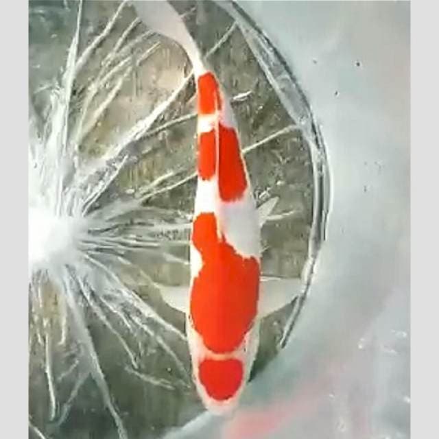 kohaku 4step 30cm super