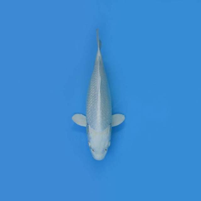 PLATINUM F1-JUMBO TOSAI