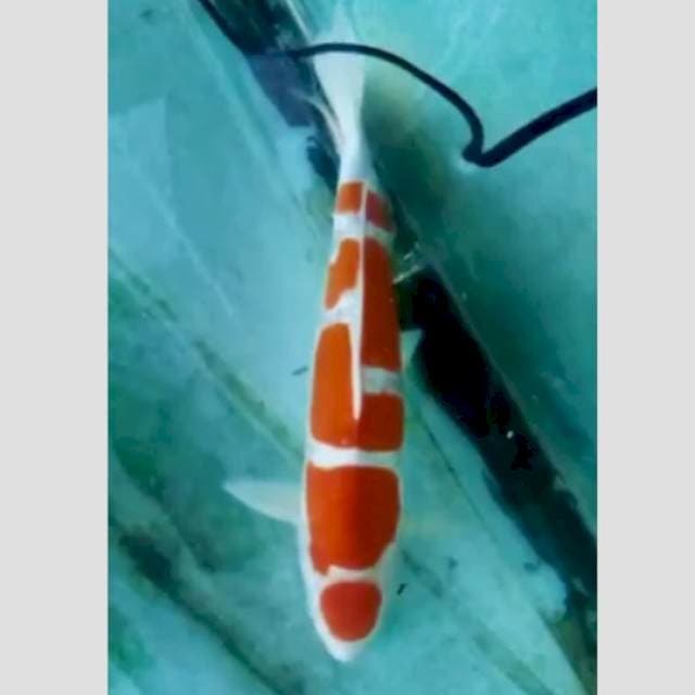 kohaku sisik 45bu kating kering aman