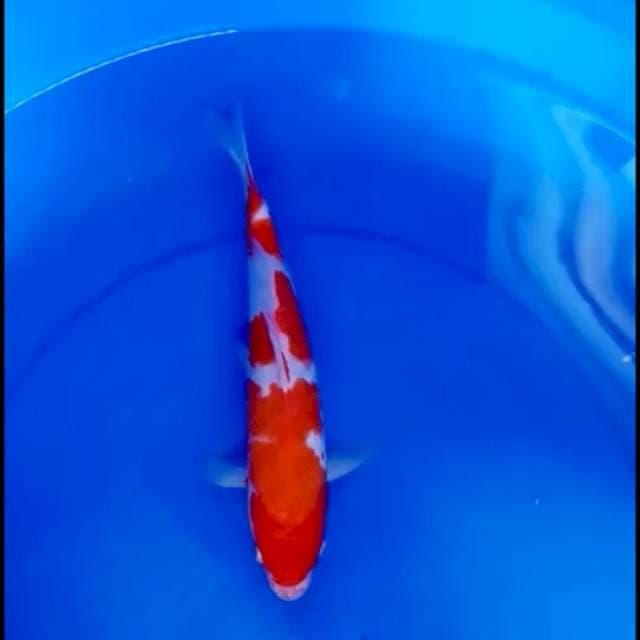 kohaku original 30bu