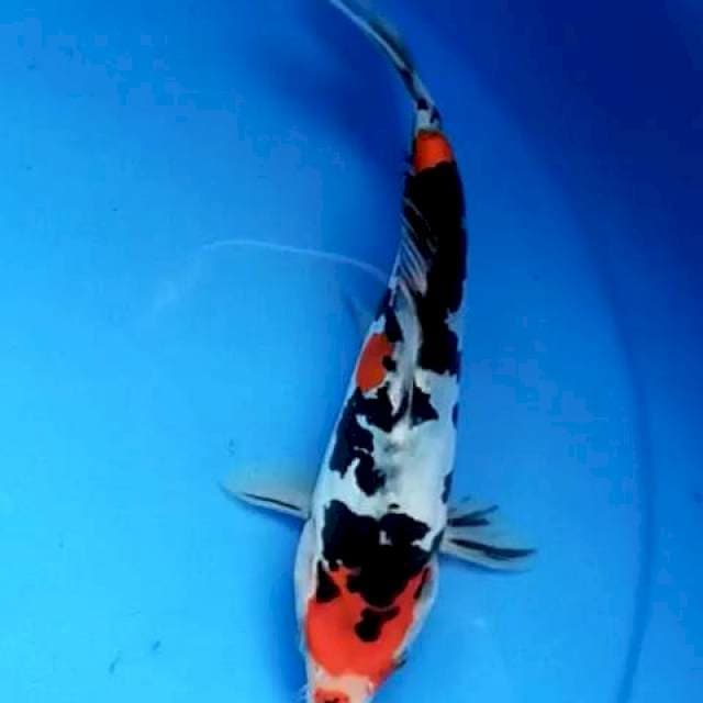 Doitsu kucibeni 21 cm