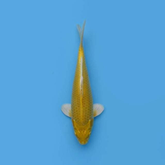 YAMABUKI OGON PROSPECT JUMBO