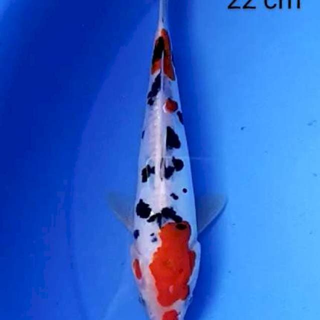 Doitshu kucibeni 22 cm