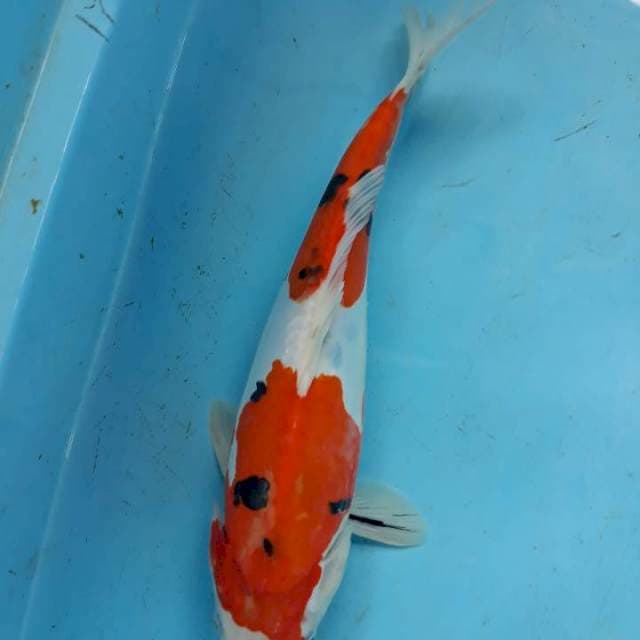 Sanke doit 32cm