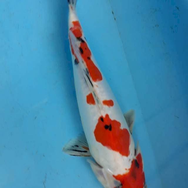 Doitsu maruten sanke 30cm