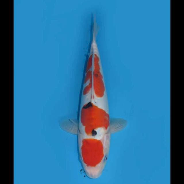 Sanke Maruten Ori - 28cm Male