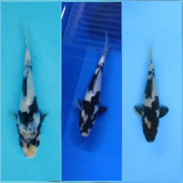 SHIRO UTSURI SQ - PERUBAHAN SUMI