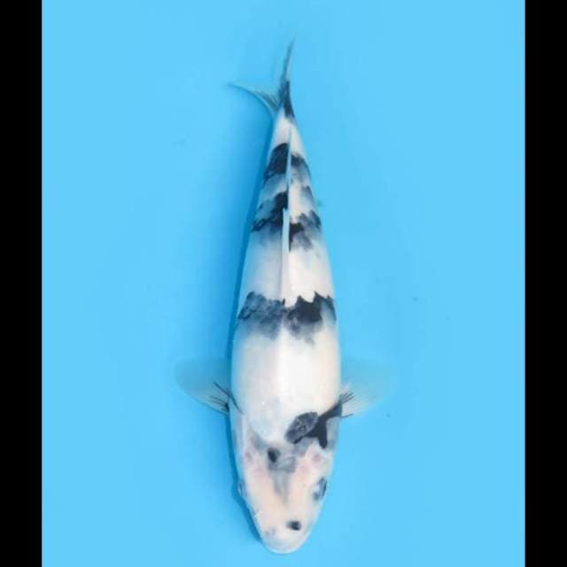 Shiro Tategoi - 28cm Female