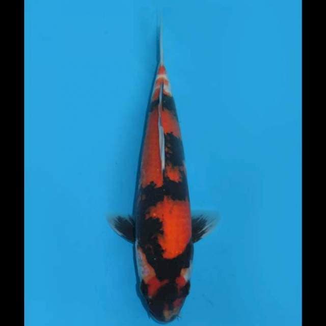 Hi Showa - 33cm Male