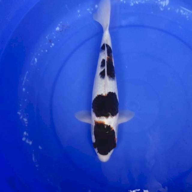 Goromo 30cm