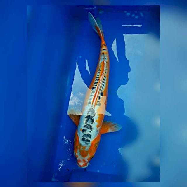 Shusui cantik 45 cm