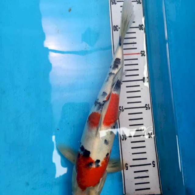 Sanke 34cm