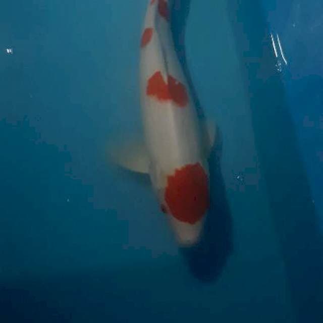 Kohaku.maruten ori.