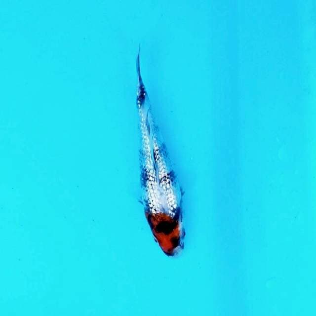 Sabuki Gindrin Y1