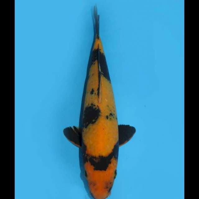 Ki Utsuri - 24cm Male