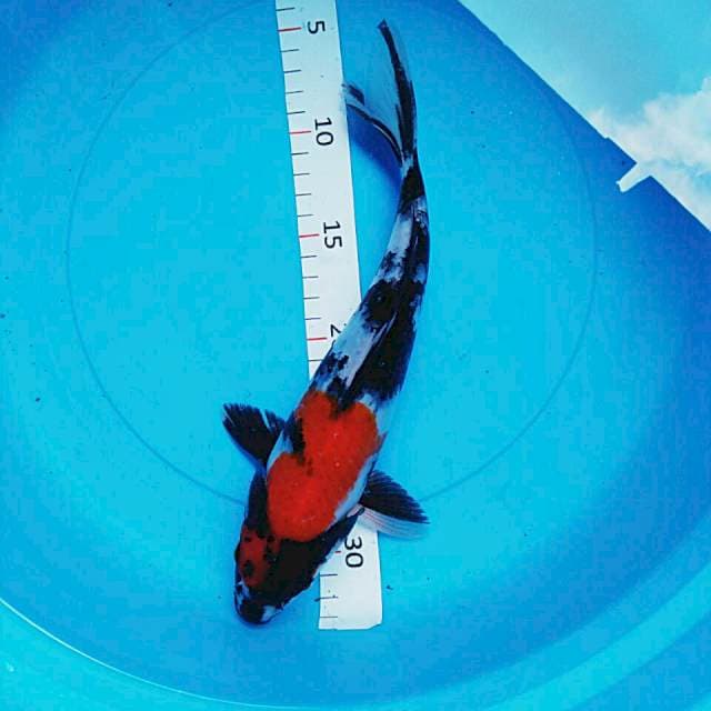Showa 28cm
