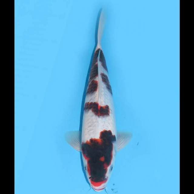 Ai Goromo Original - 29cm Male