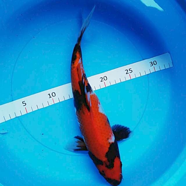 Showa strong 32cm