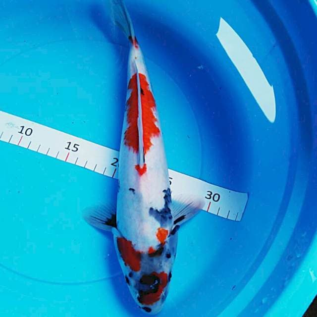 Kin showa 32cm